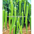 High Yield High Quality Shishito Pepper seeds For Growing